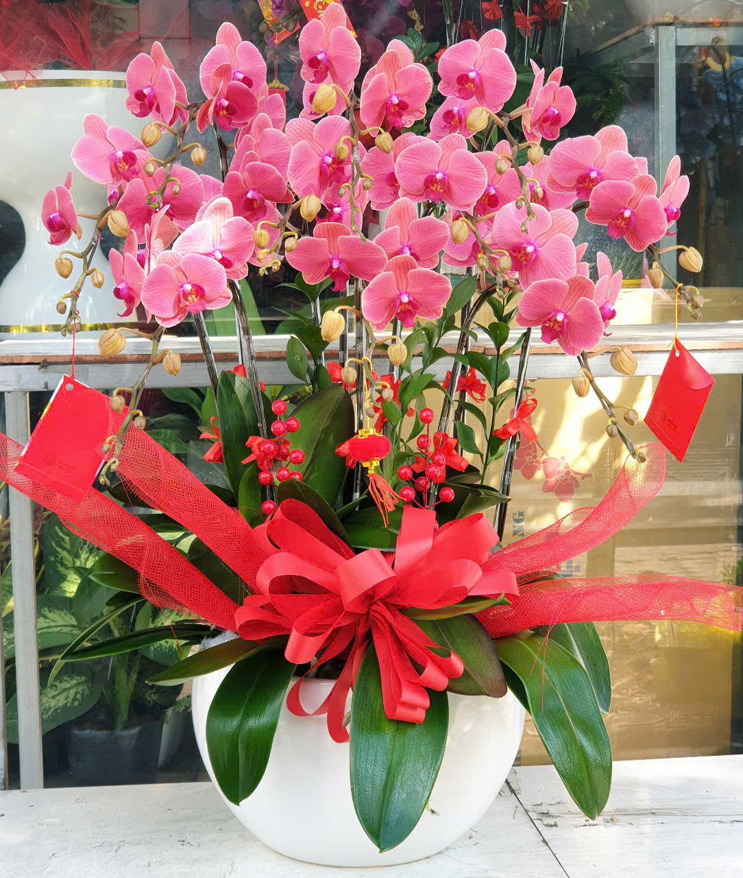Lan Hồ Điệp Tết 22