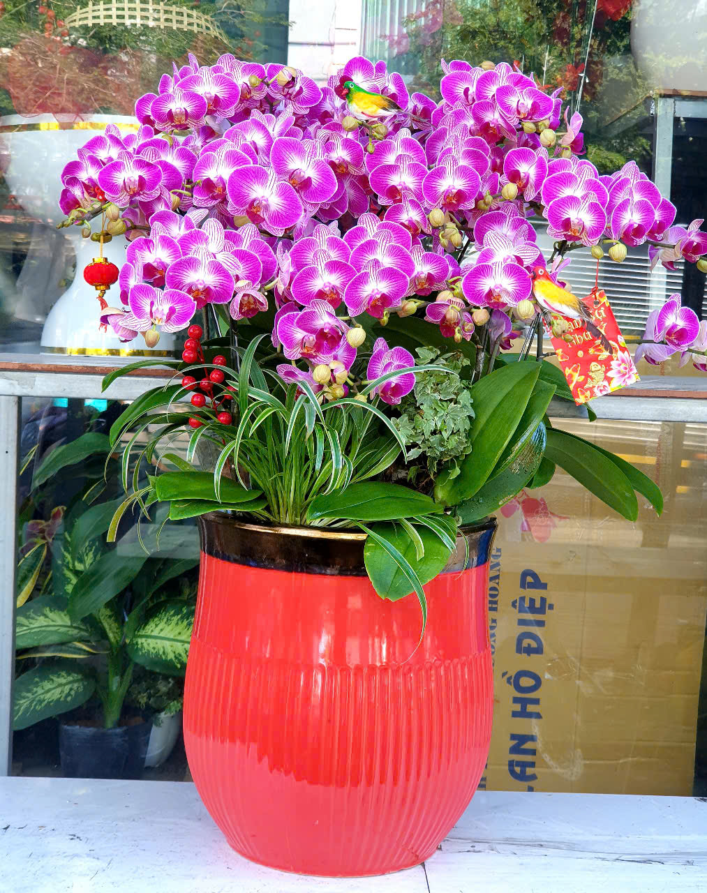 Lan Hồ Điệp Tết 21