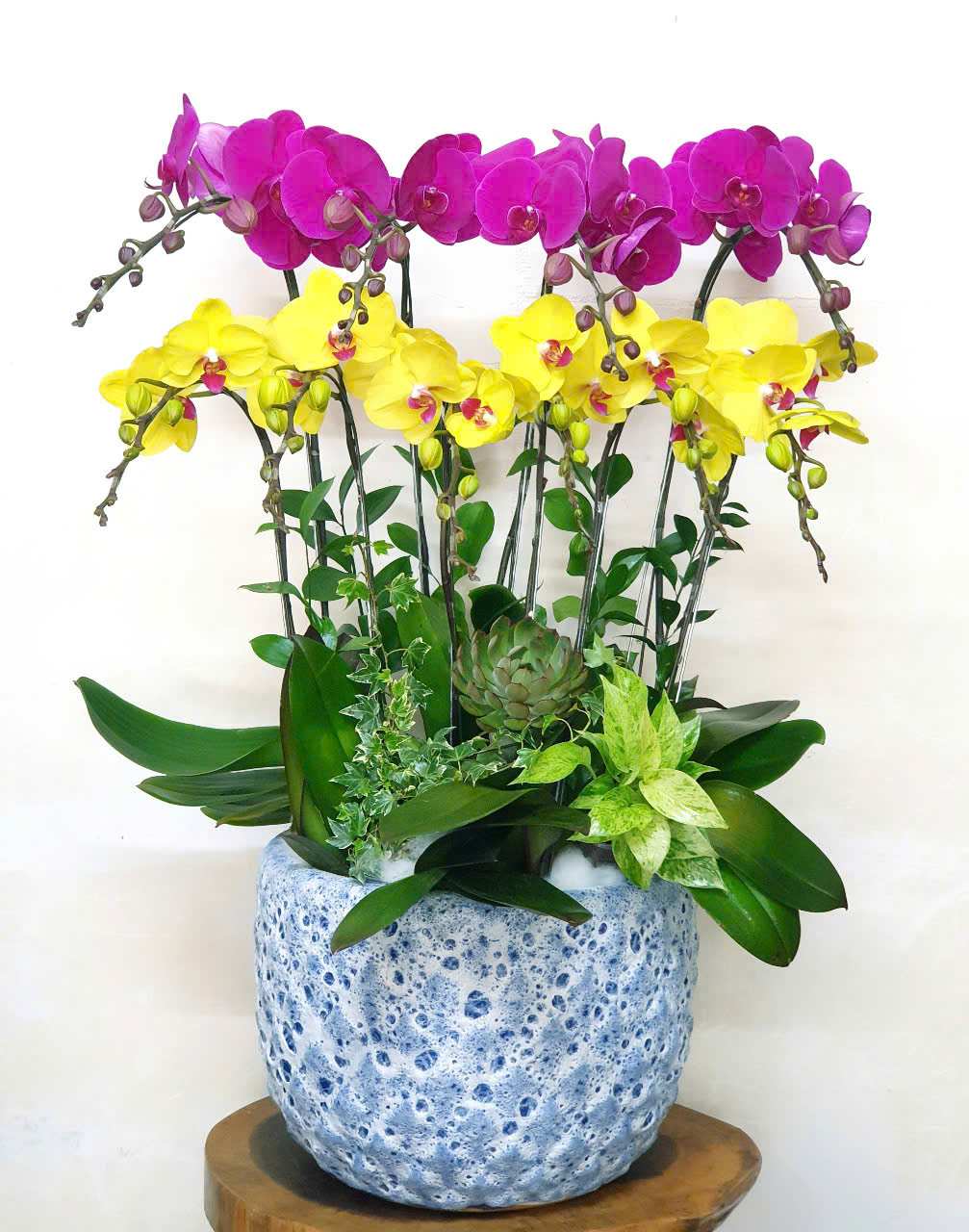 Lan Hồ Điệp VP052