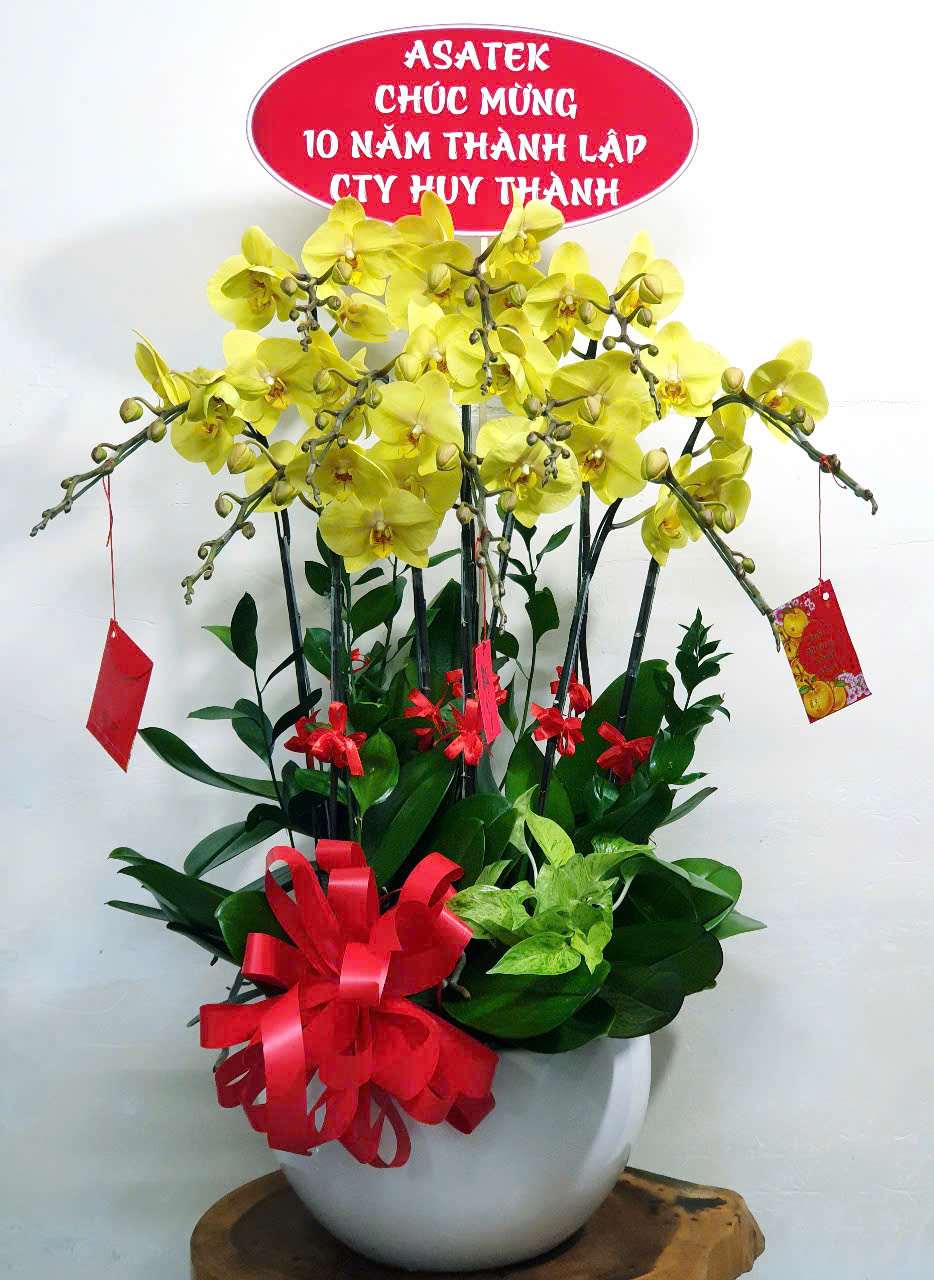 Lan Hồ Điệp Tết 24
