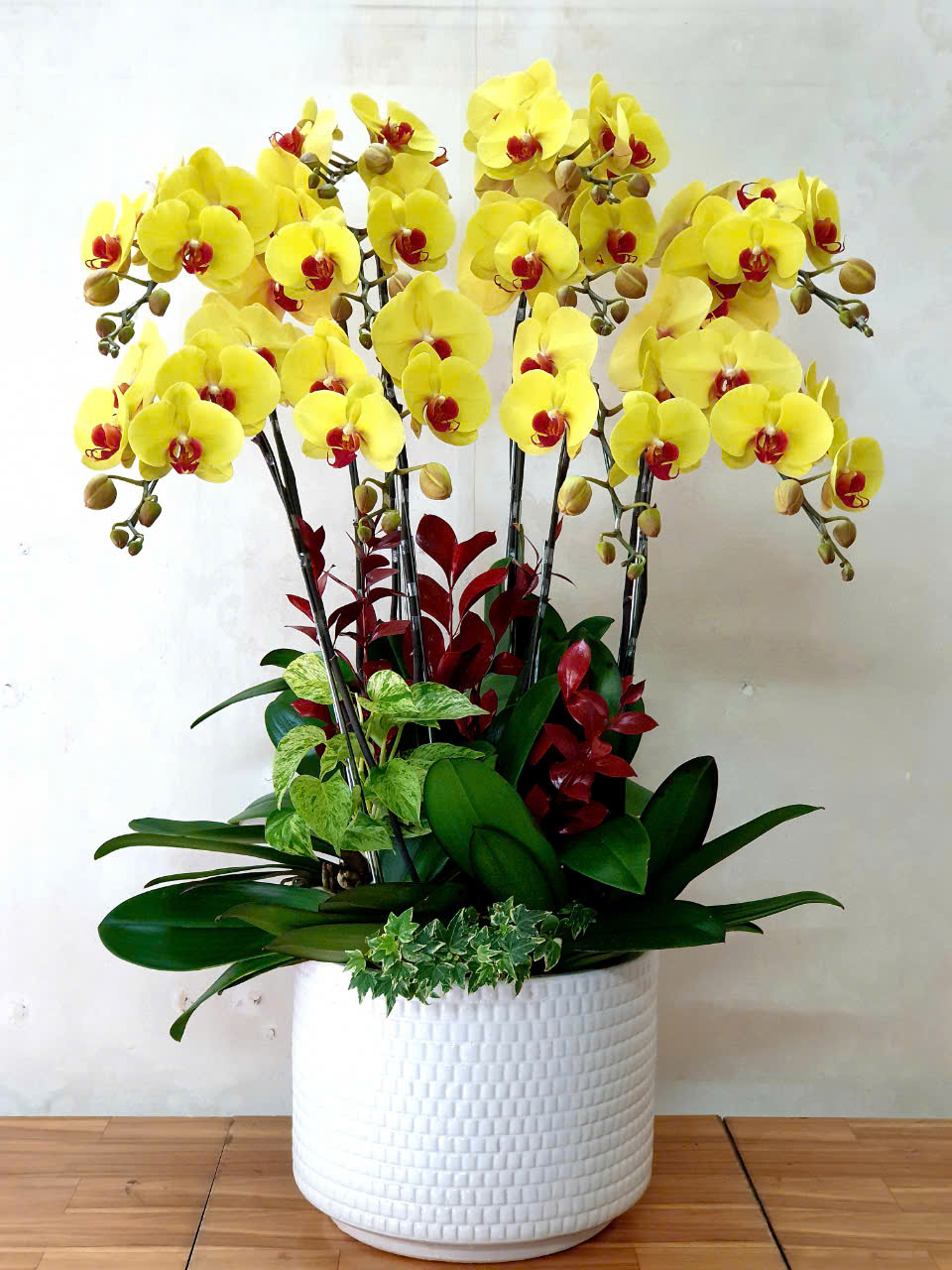 Lan Hồ Điệp VP017