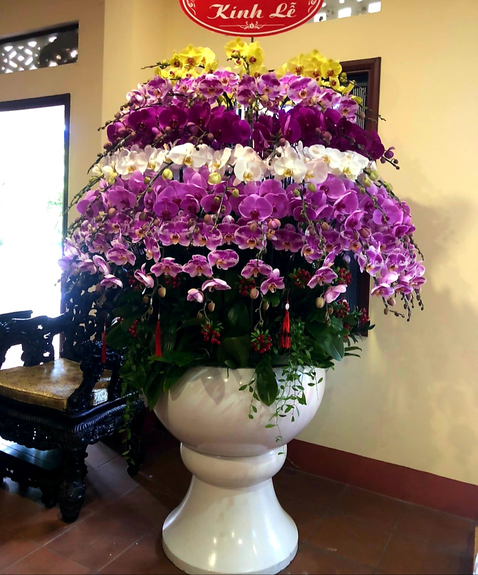 Lan Hồ Điệp Tết 01