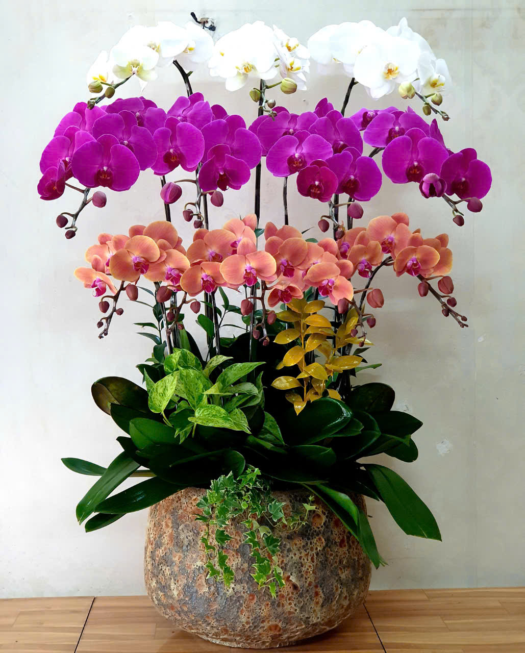 Lan Hồ Điệp VP020