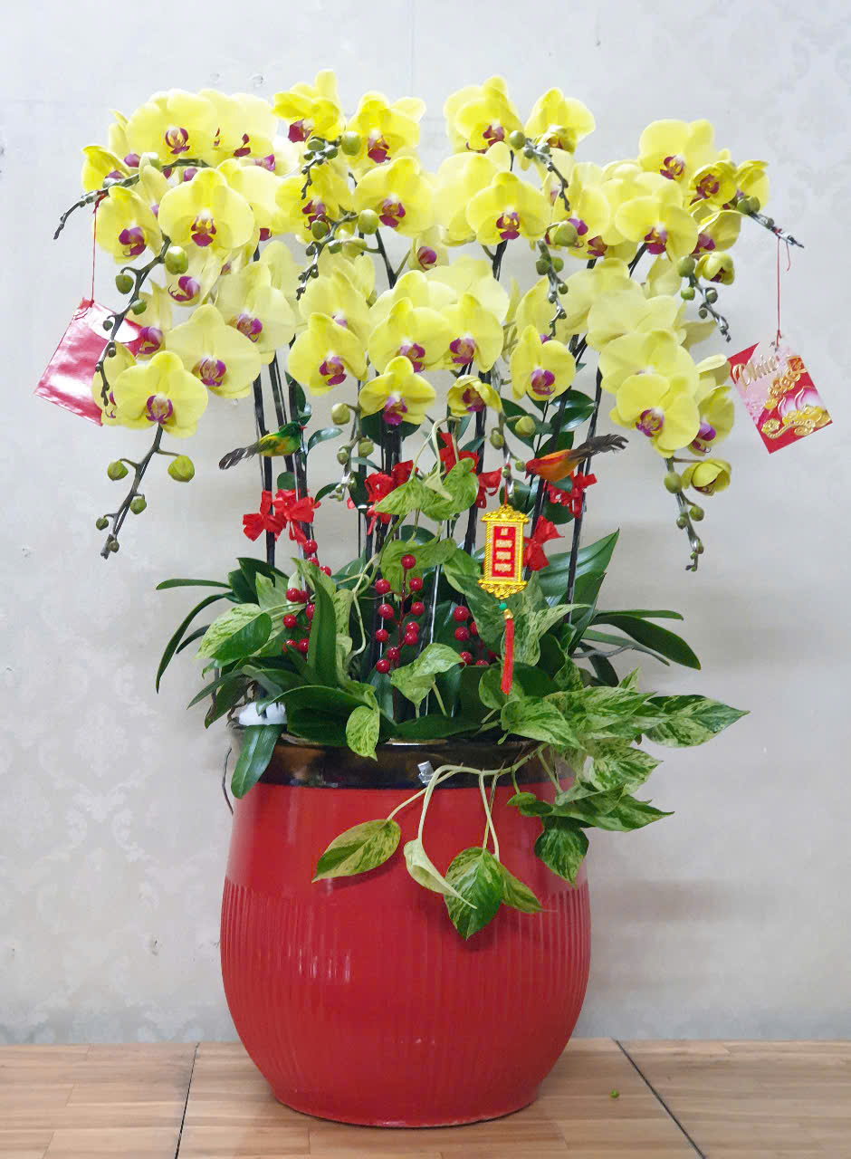 Lan Hồ Điệp Tết 11