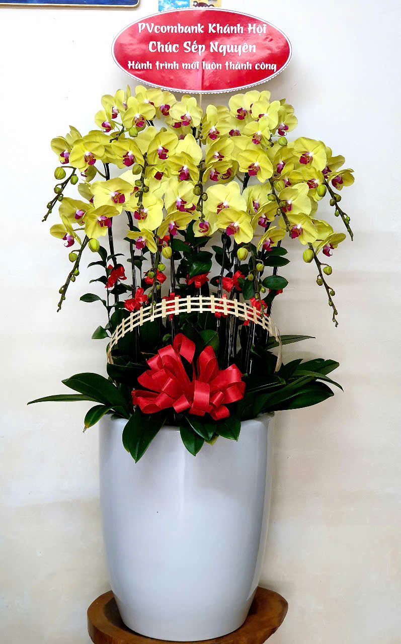 Lan Hồ Điệp VP044