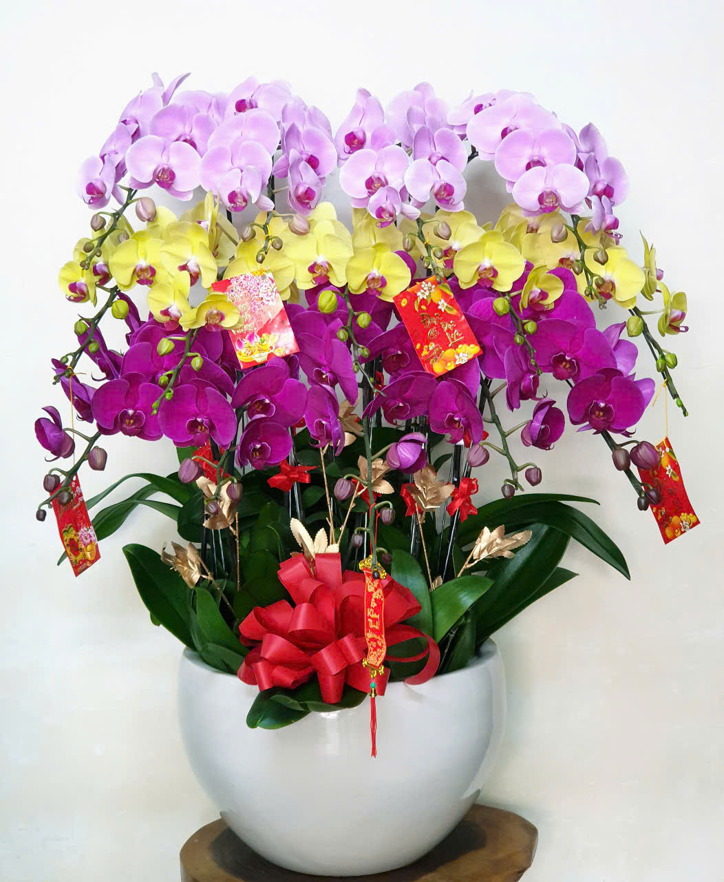 Lan Hồ Điệp Tết 10