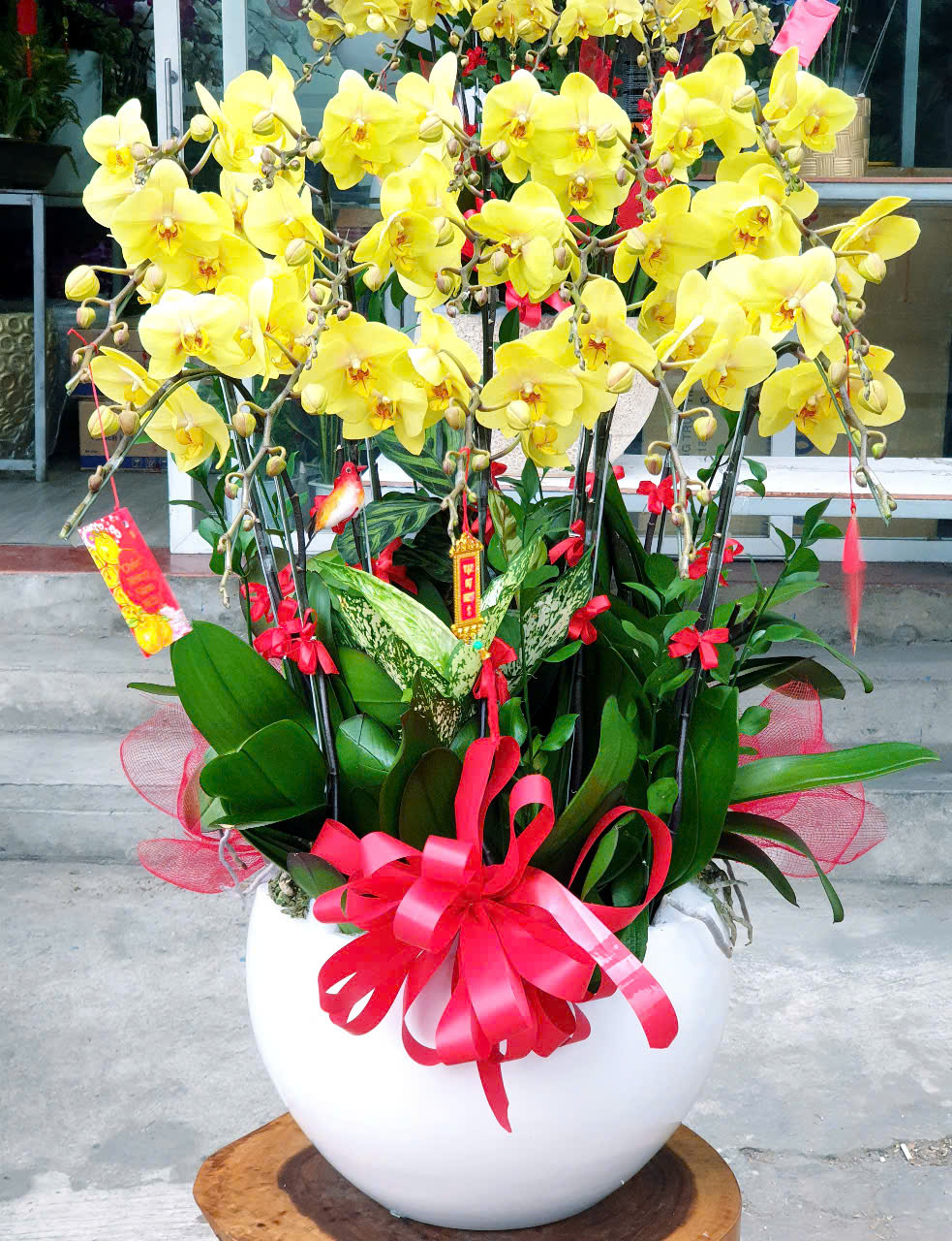 Lan Hồ Điệp Tết 28