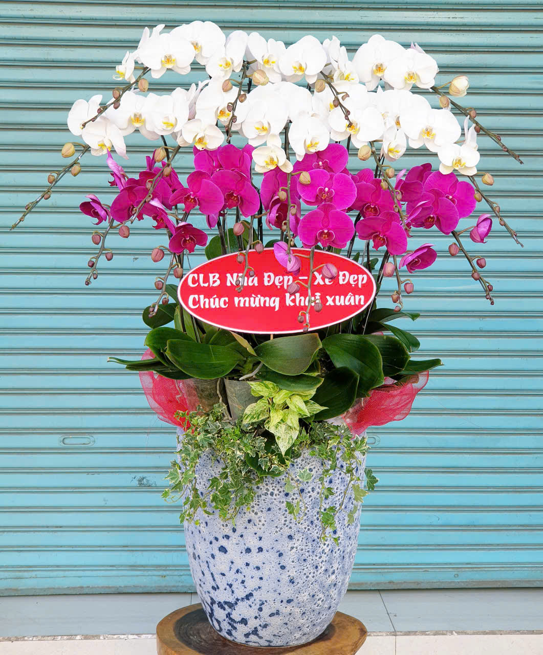 Lan Hồ Điệp VP053