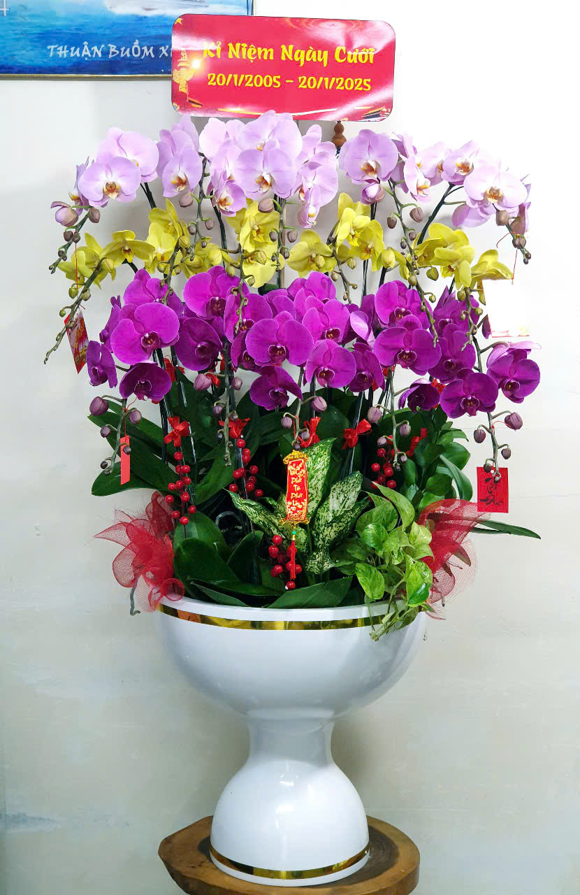 Lan Hồ Điệp Tết 27