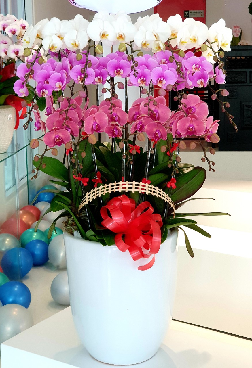 Hoa Lan Hồ Điệp SK54