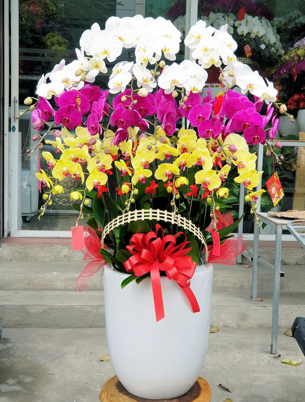 Lan Hồ Điệp VP049