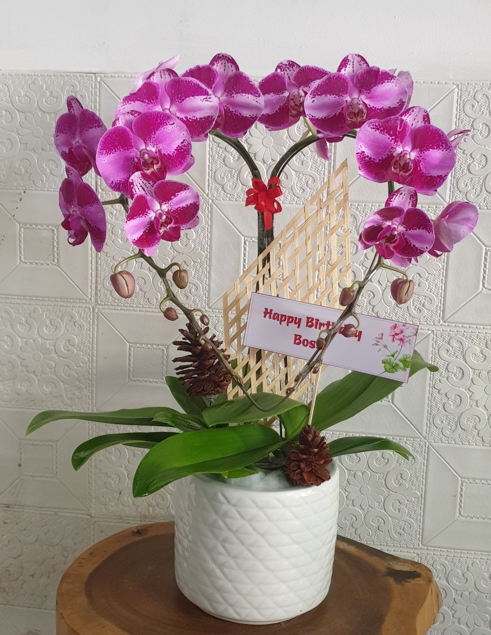 Hoa Lan Hồ Điệp Hồng Hana Tạo Hình Trái Tim