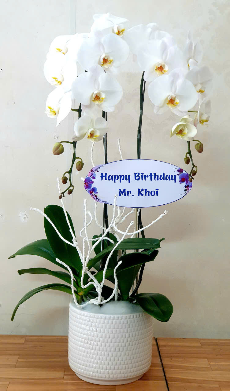 Lan Hồ Điệp VP038