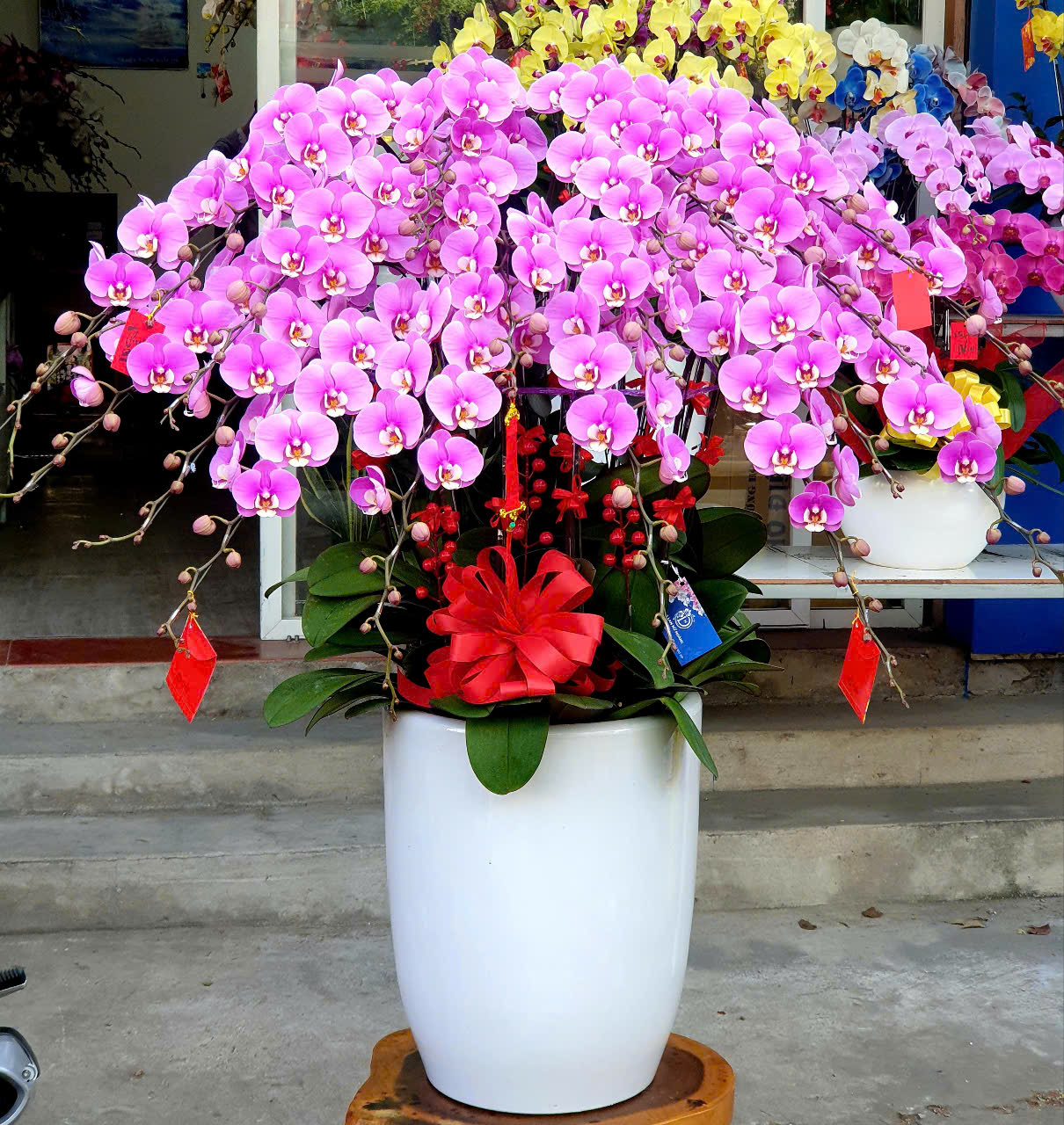 Lan Hồ Điệp Tết 29