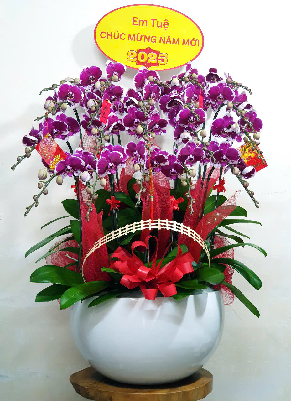 Lan Hồ Điệp Tết 26