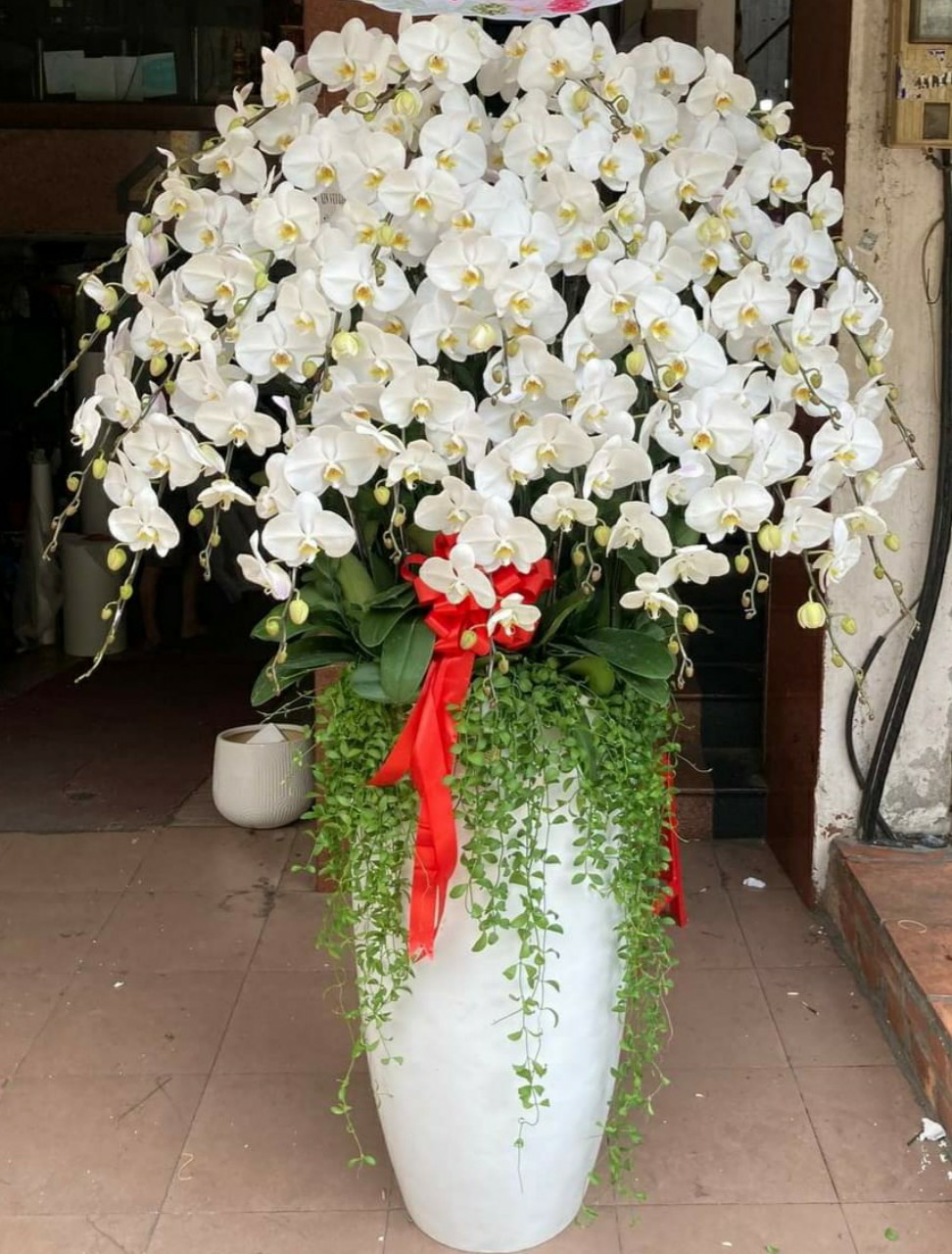 Hoa Lan Hồ Điệp SK33