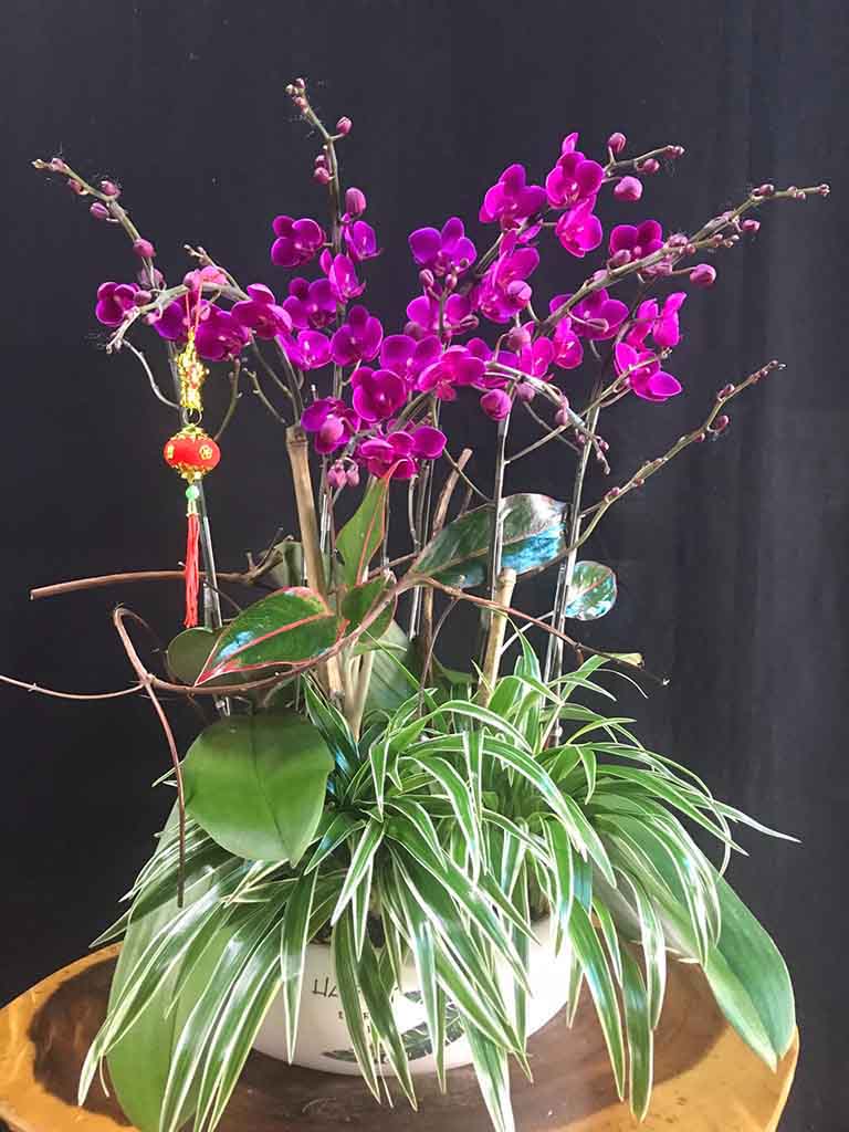 Chậu Hoa Lan Hồ Điệp Mini Tím
