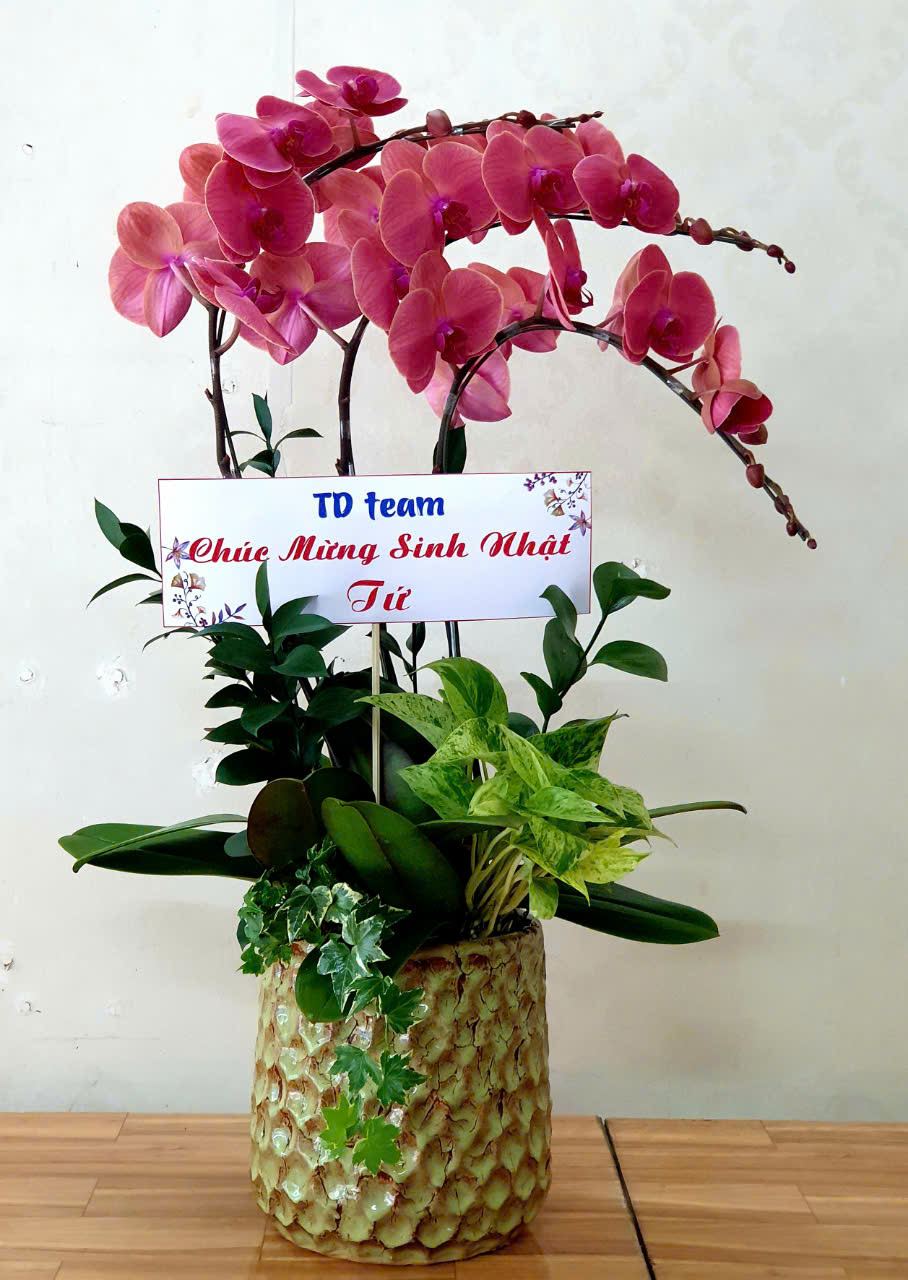 Lan Hồ Điệp VP019