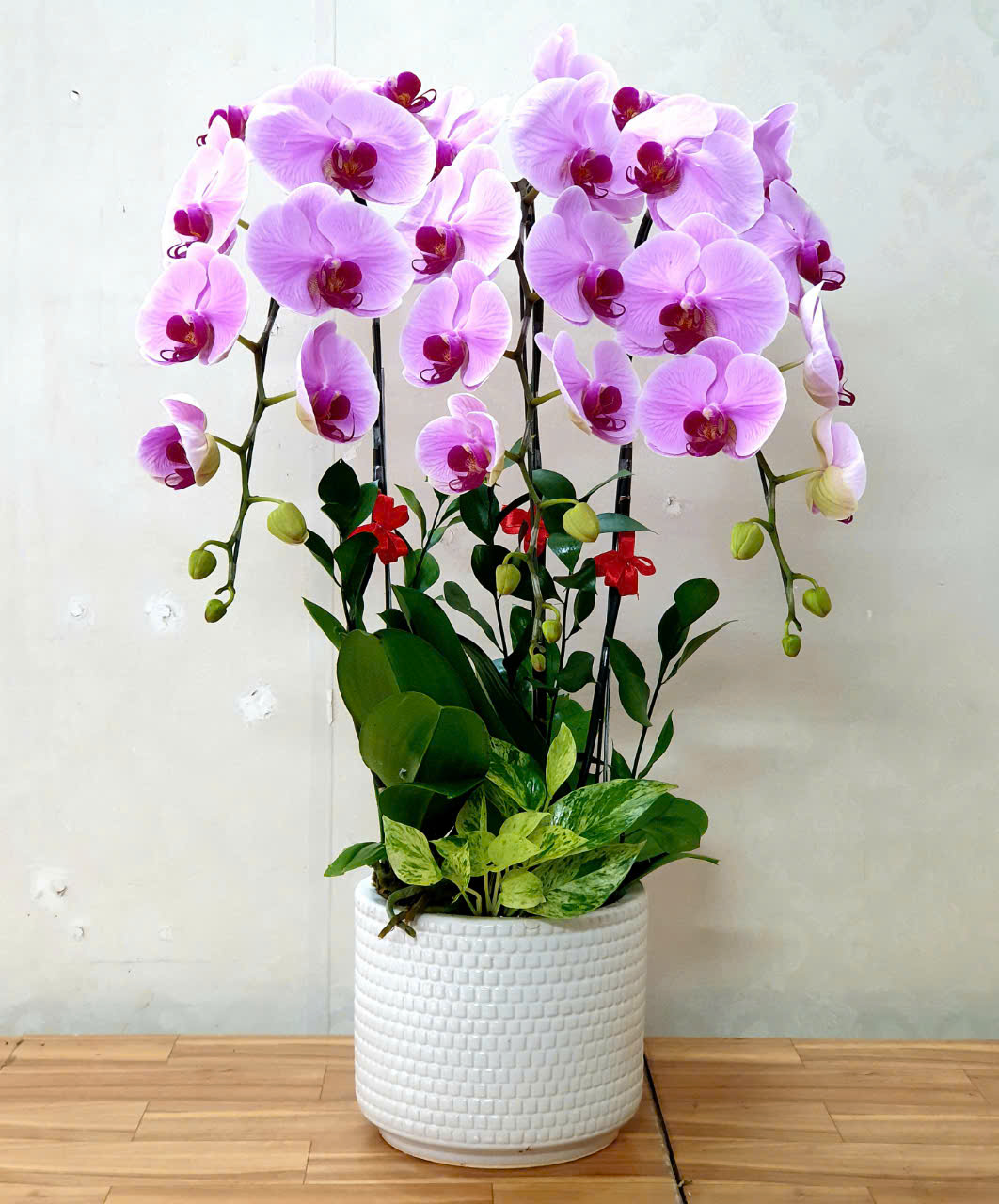 Lan Hồ Điệp VP027