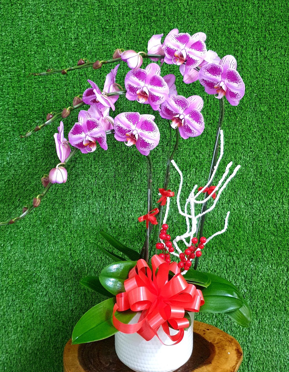 Hoa Lan Hồ Điệp Tím