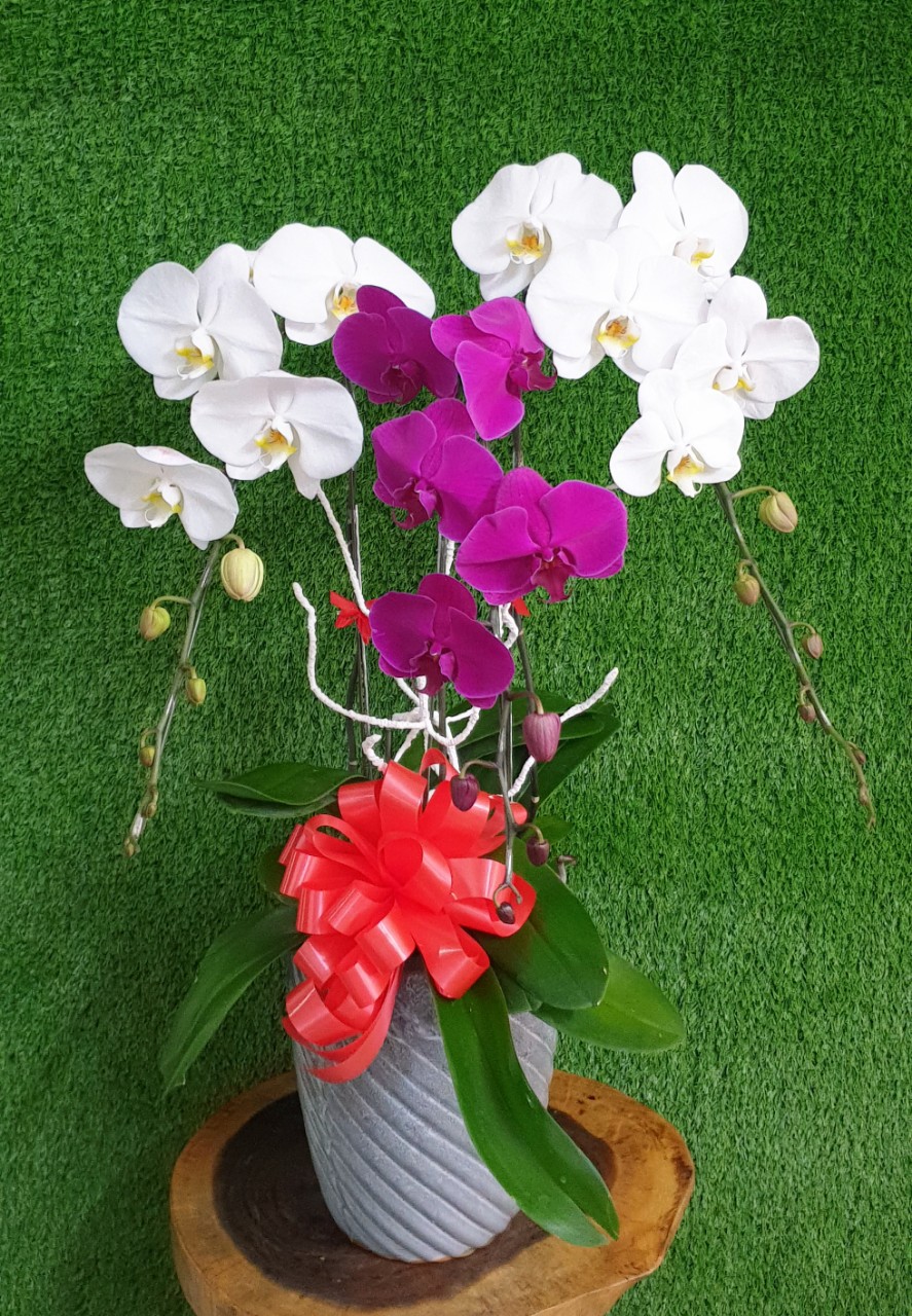 Hoa Lan Hồ Điệp SN001