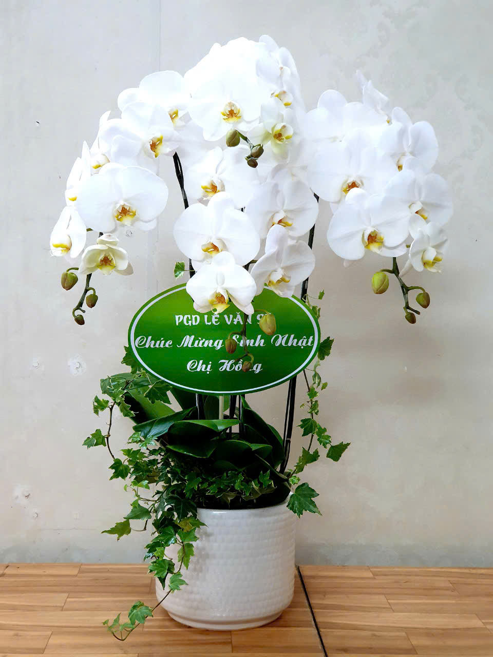 Lan Hồ Điệp VP024
