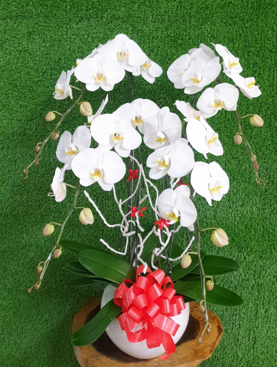 Hoa Lan Hồ Điệp SK002
