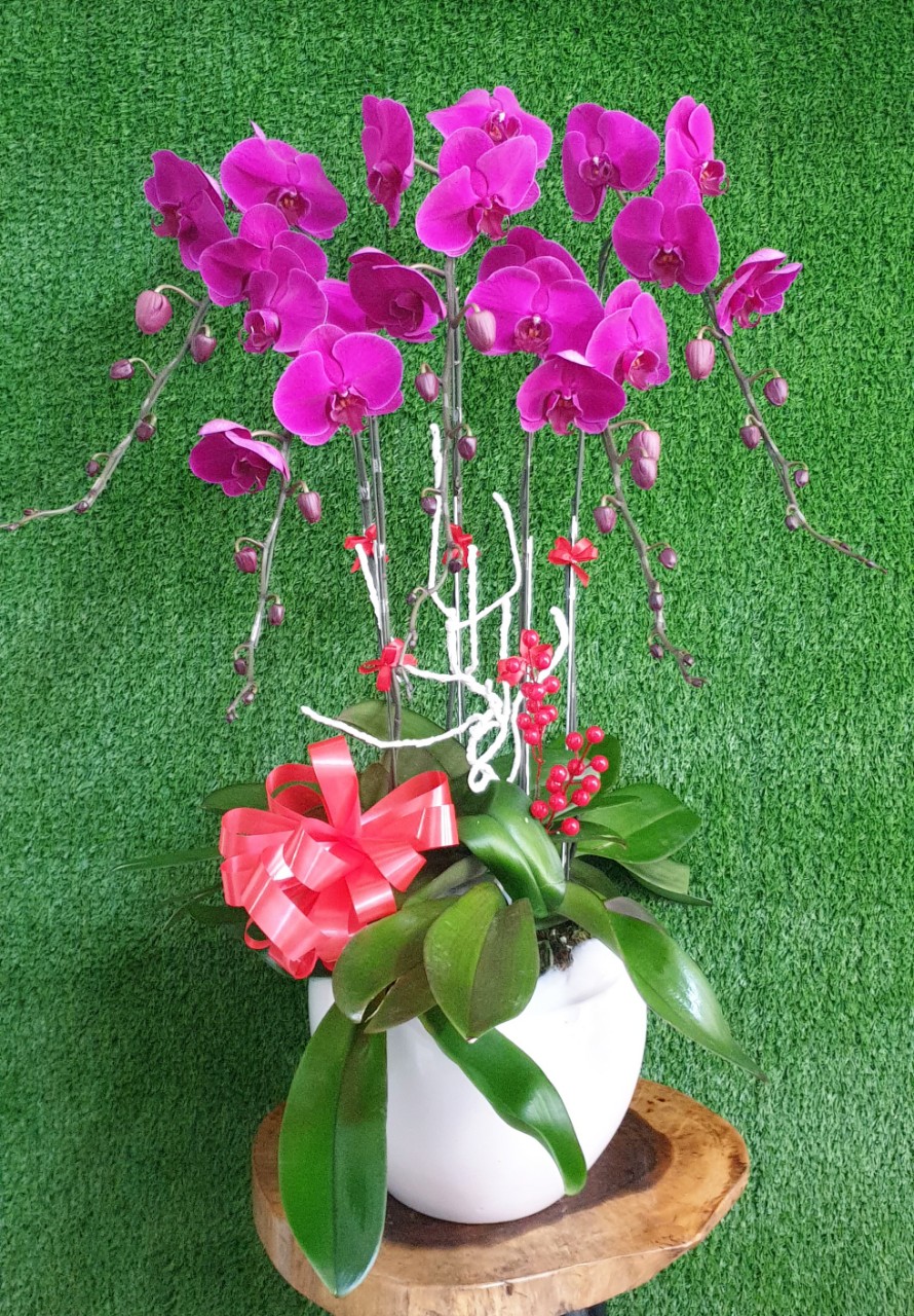 Hoa Lan Hồ Điệp SK004