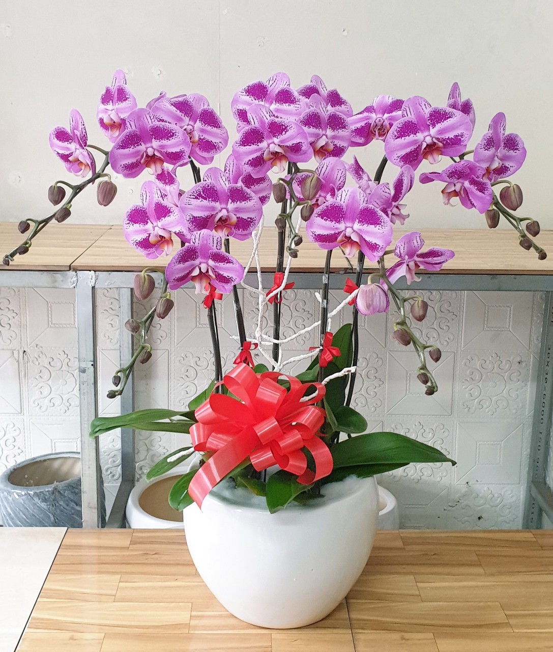Hoa Lan Hồ Điệp SK007
