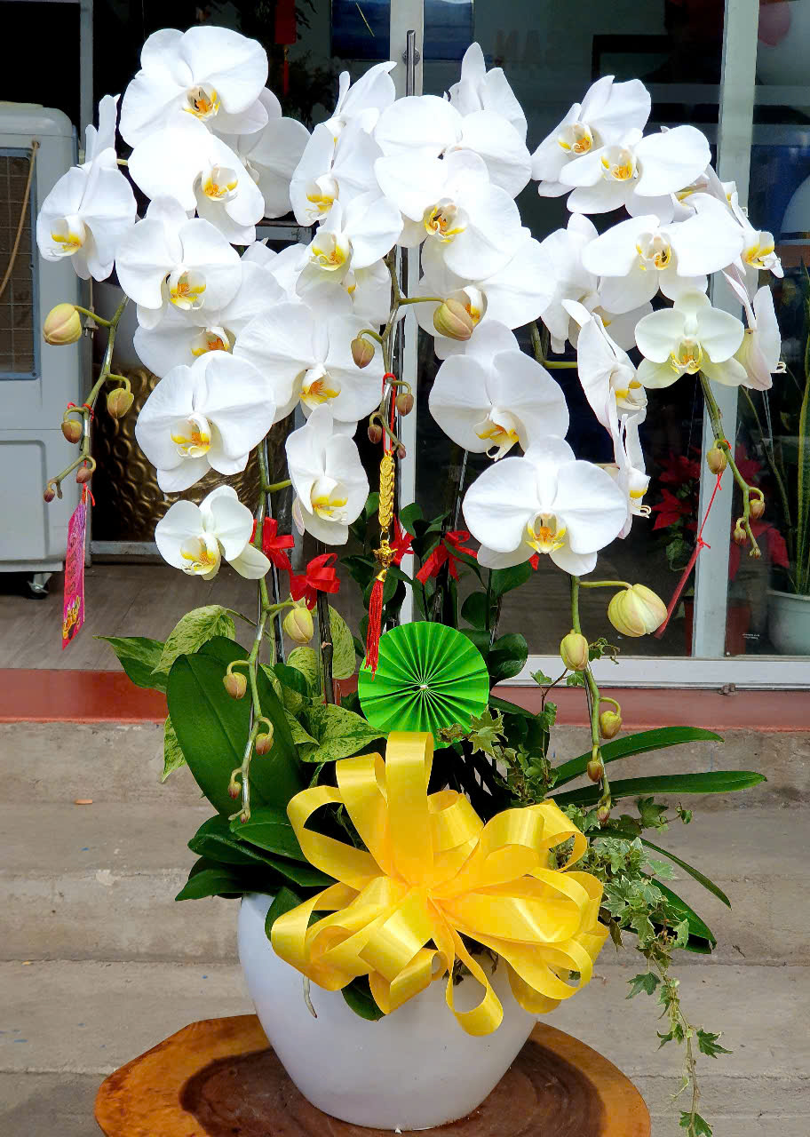 Lan Hồ Điệp Tết 18