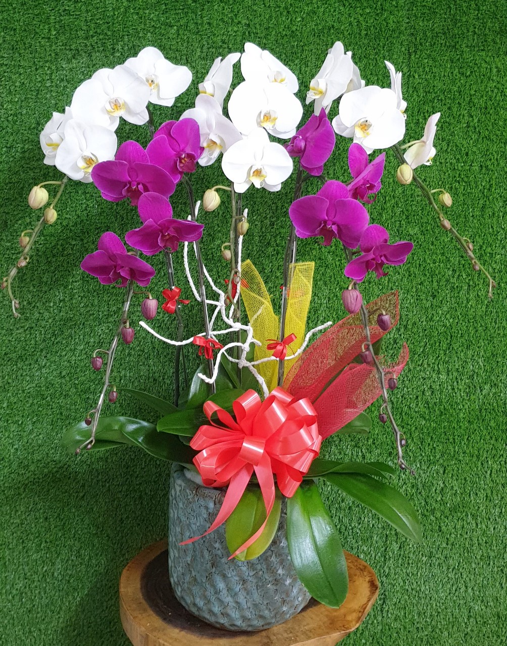Hoa Lan Hồ Điệp SK006
