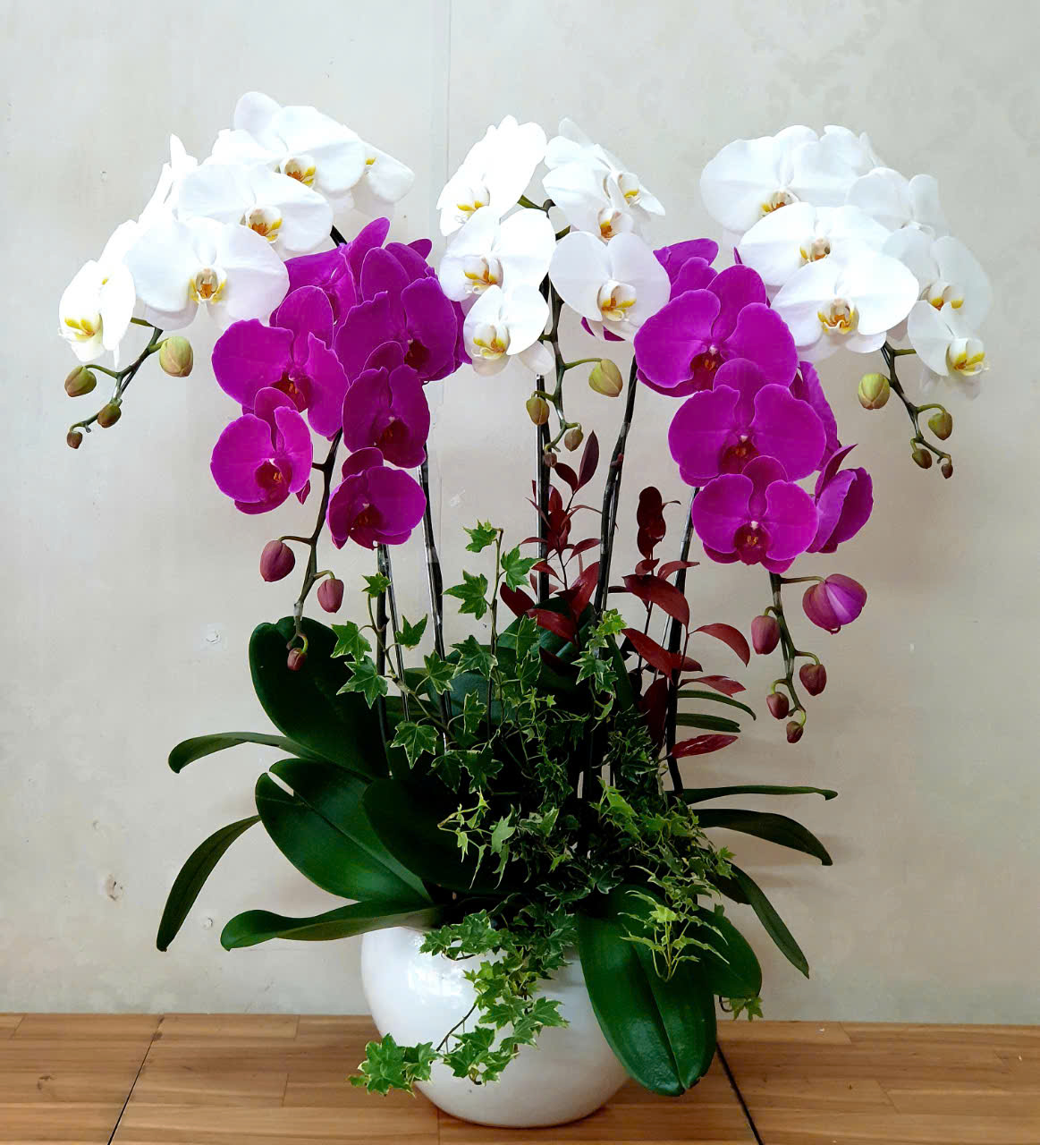 Lan Hồ Điệp VP013