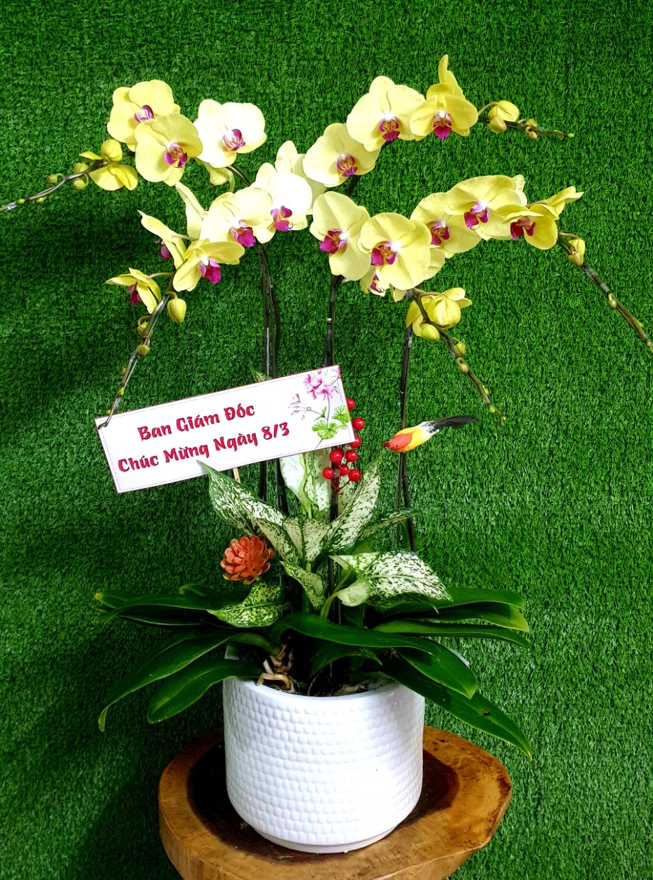 Hoa Lan Hồ Điệp Vàng