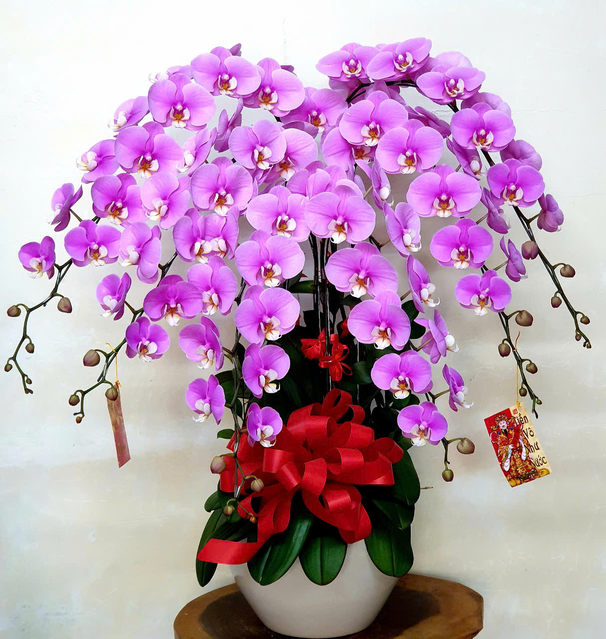 Lan Hồ Điệp Tết 16