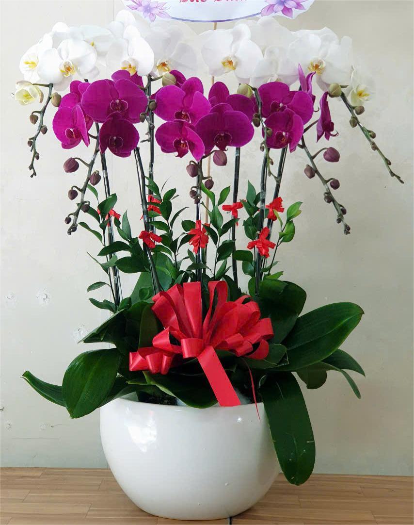 Lan Hồ Điệp VP046