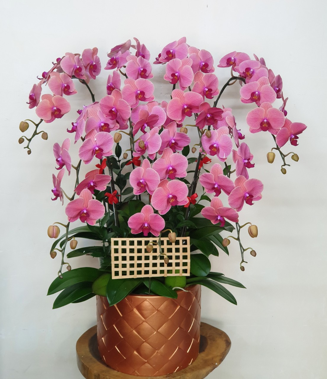 Hoa Lan Hồ Điệp SK36