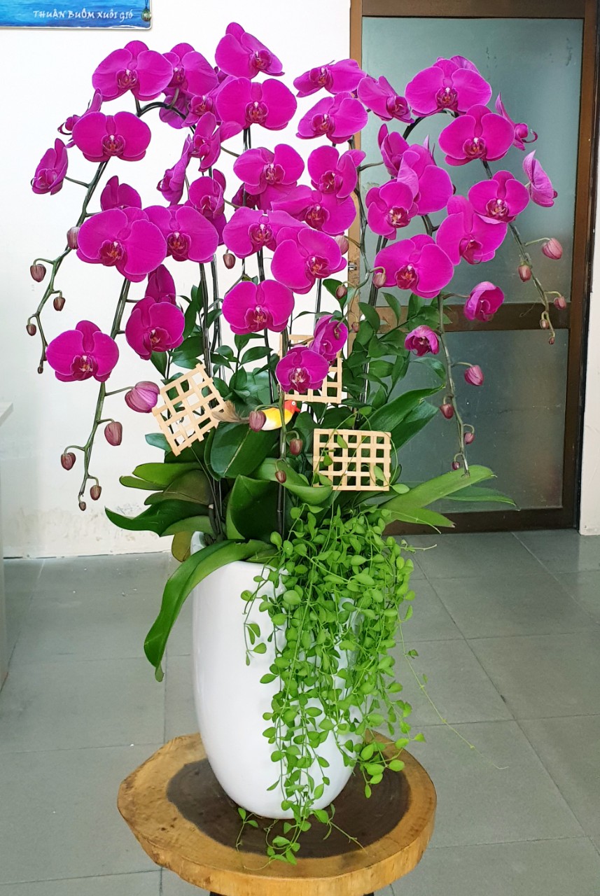 Hoa Lan Hồ Điệp SK010