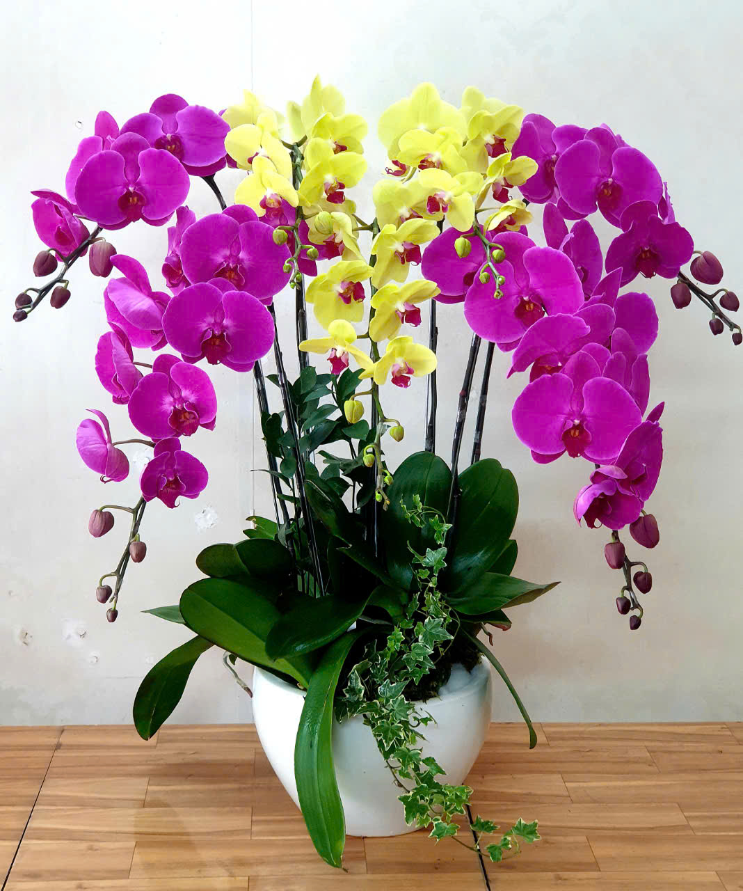 Lan Hồ Điệp VP008