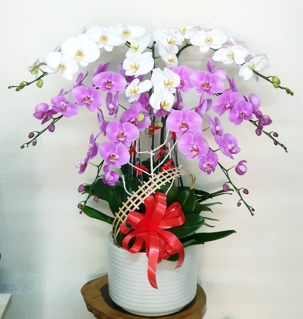 Hoa Lan Hồ Điệp SK35