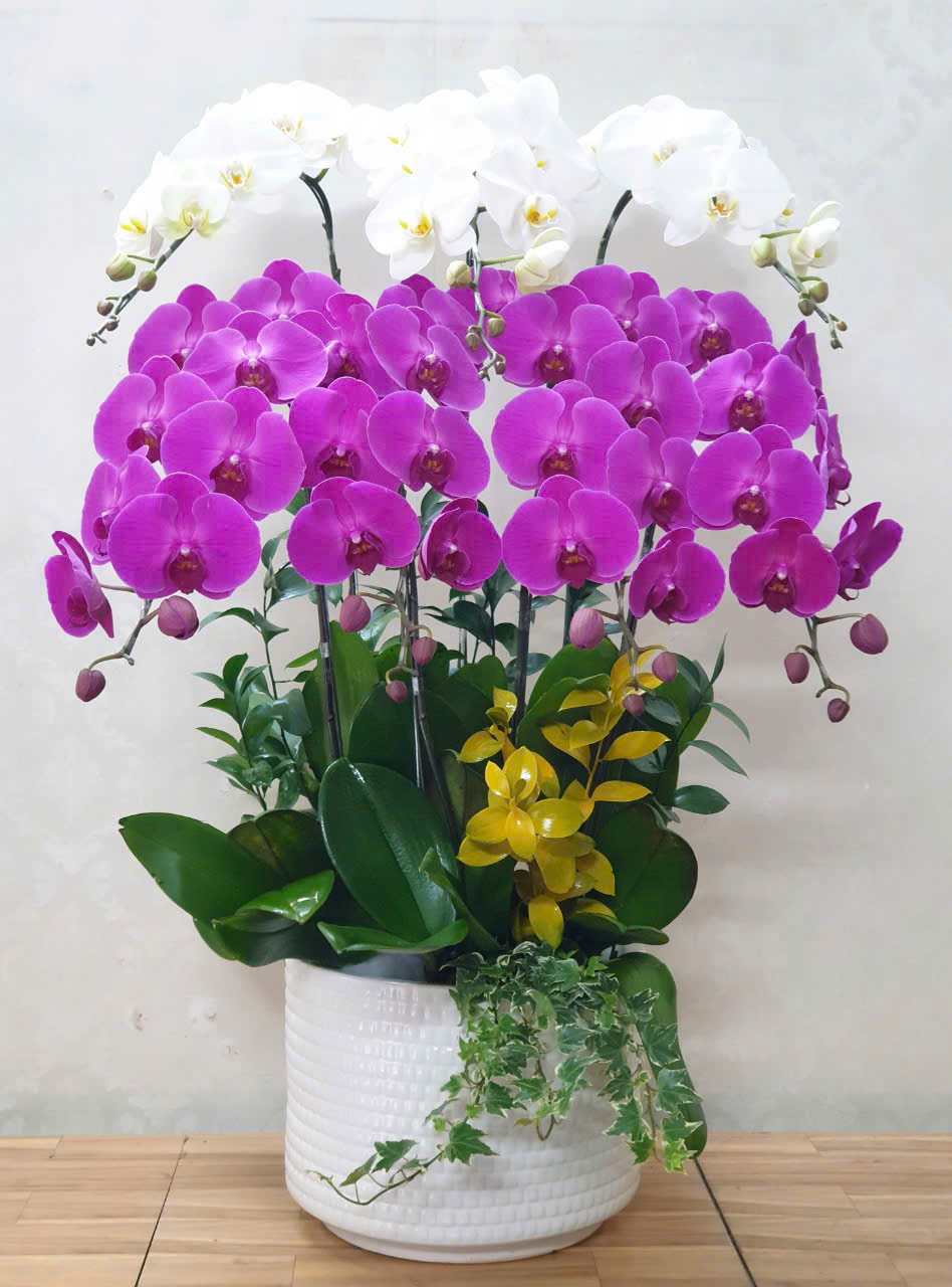 Lan Hồ Điệp VP021