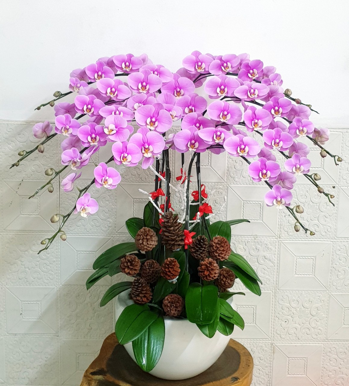 Chậu Hoa Lan Hồ Điệp Hồng Kiêu Sa