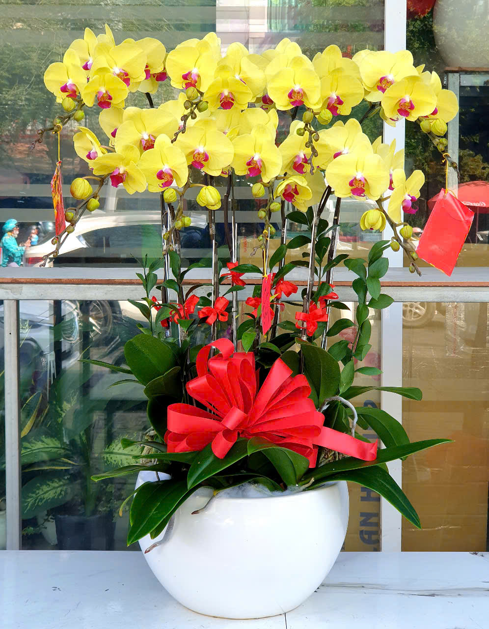 Lan Hồ Điệp Tết 15
