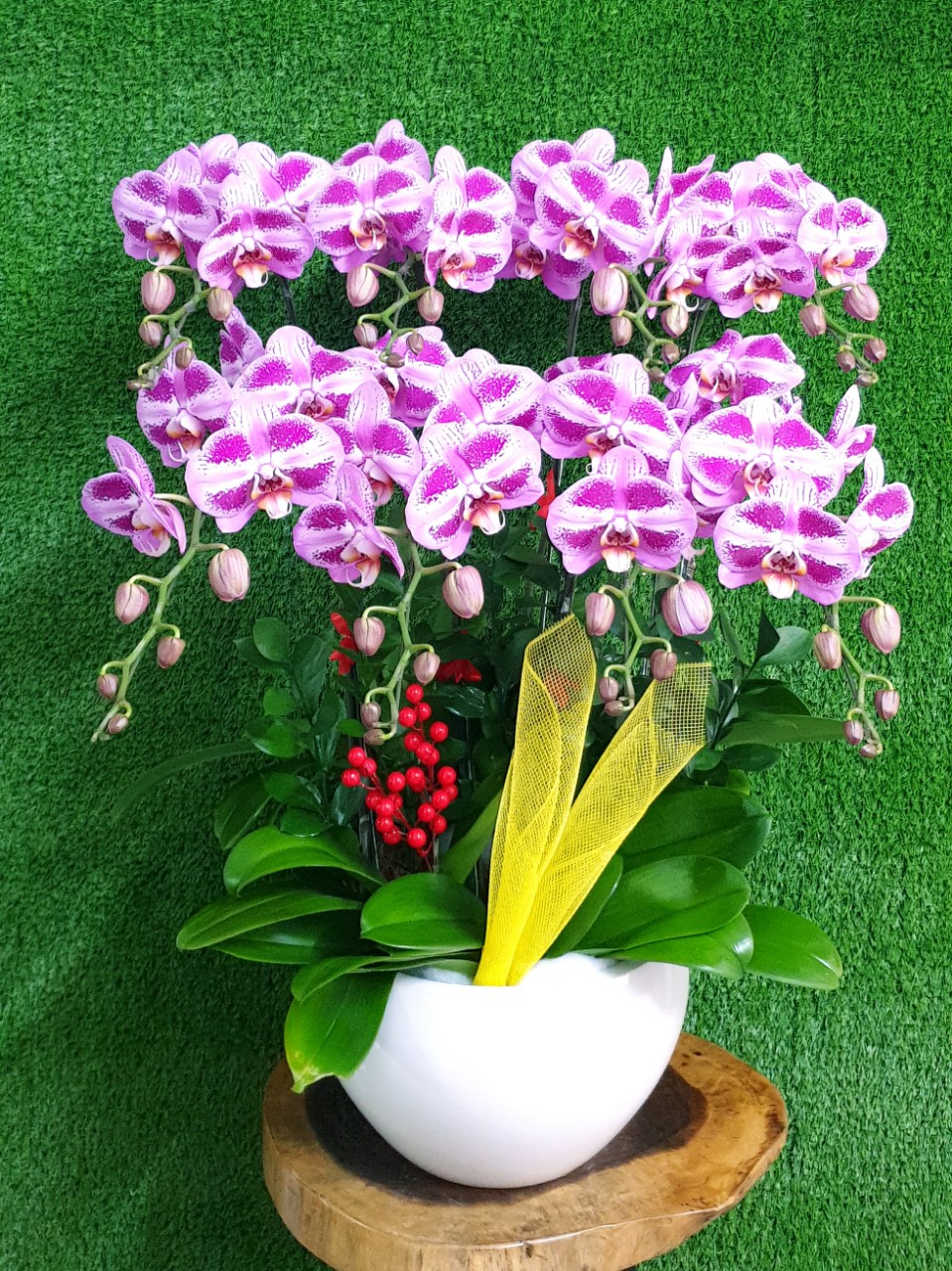 Hoa Lan Hồ Điệp SK009