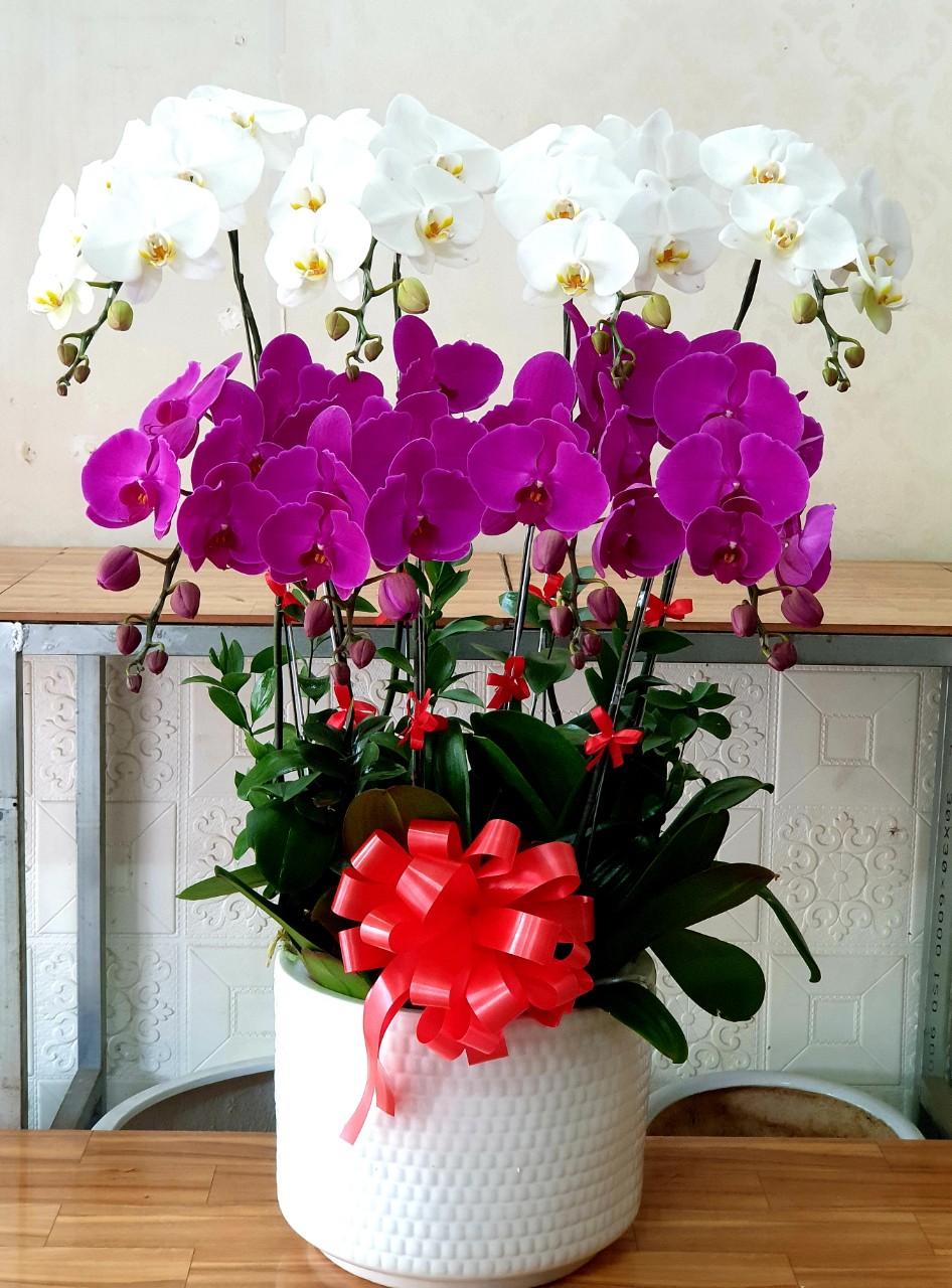 VIP Phalaenopsis Orchids