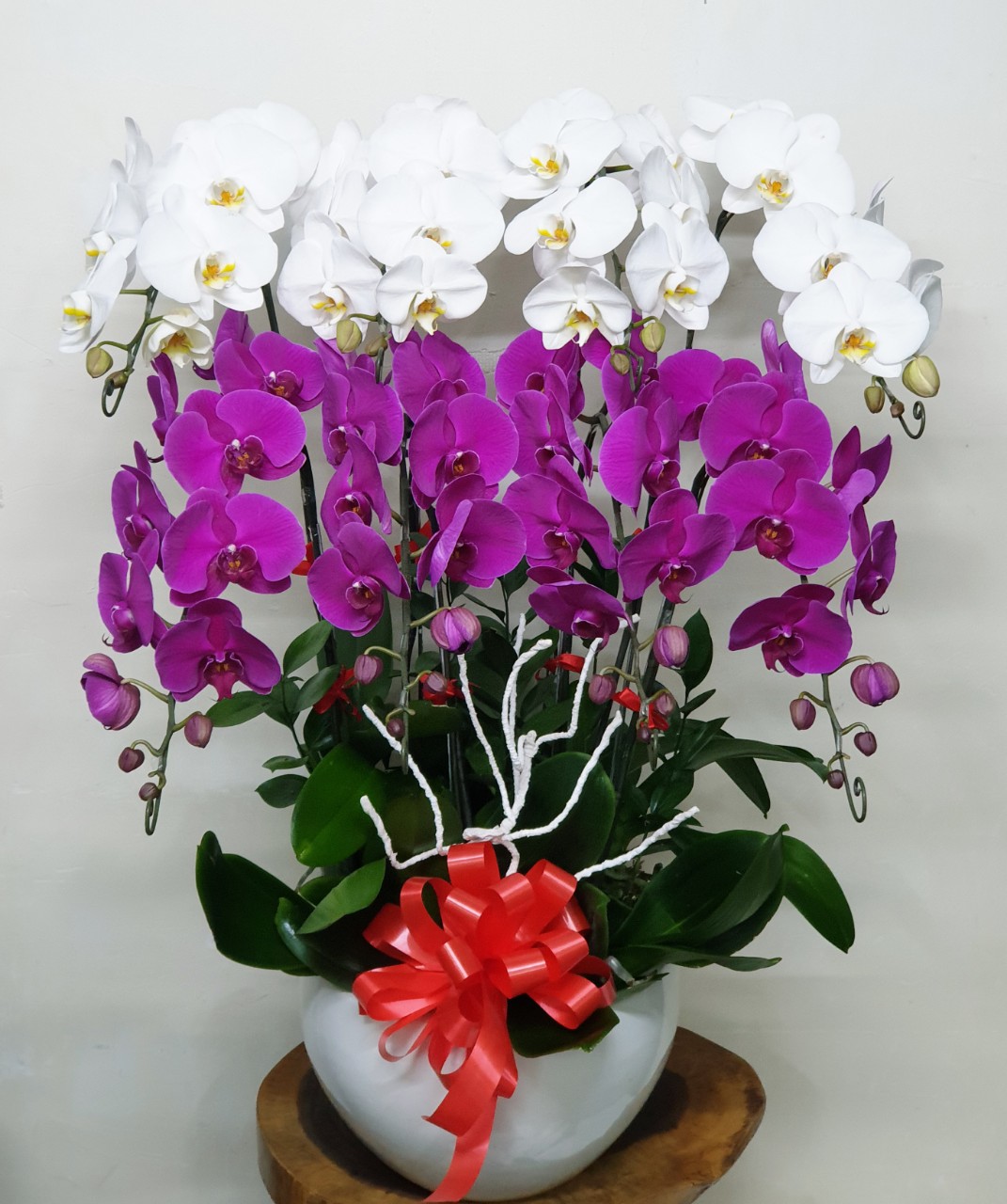 Hoa Lan Hồ Điệp SK38