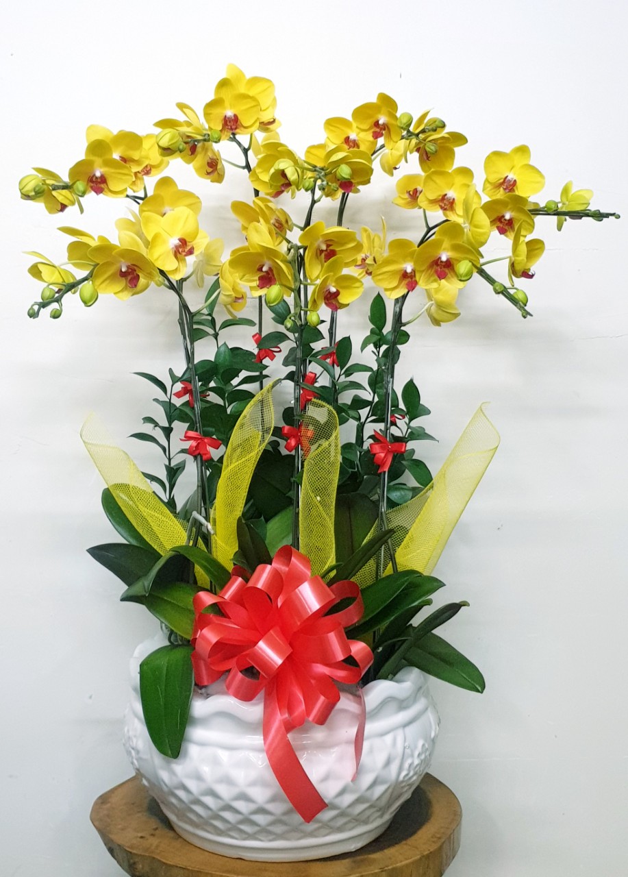 Hoa Lan Hồ Điệp SK31