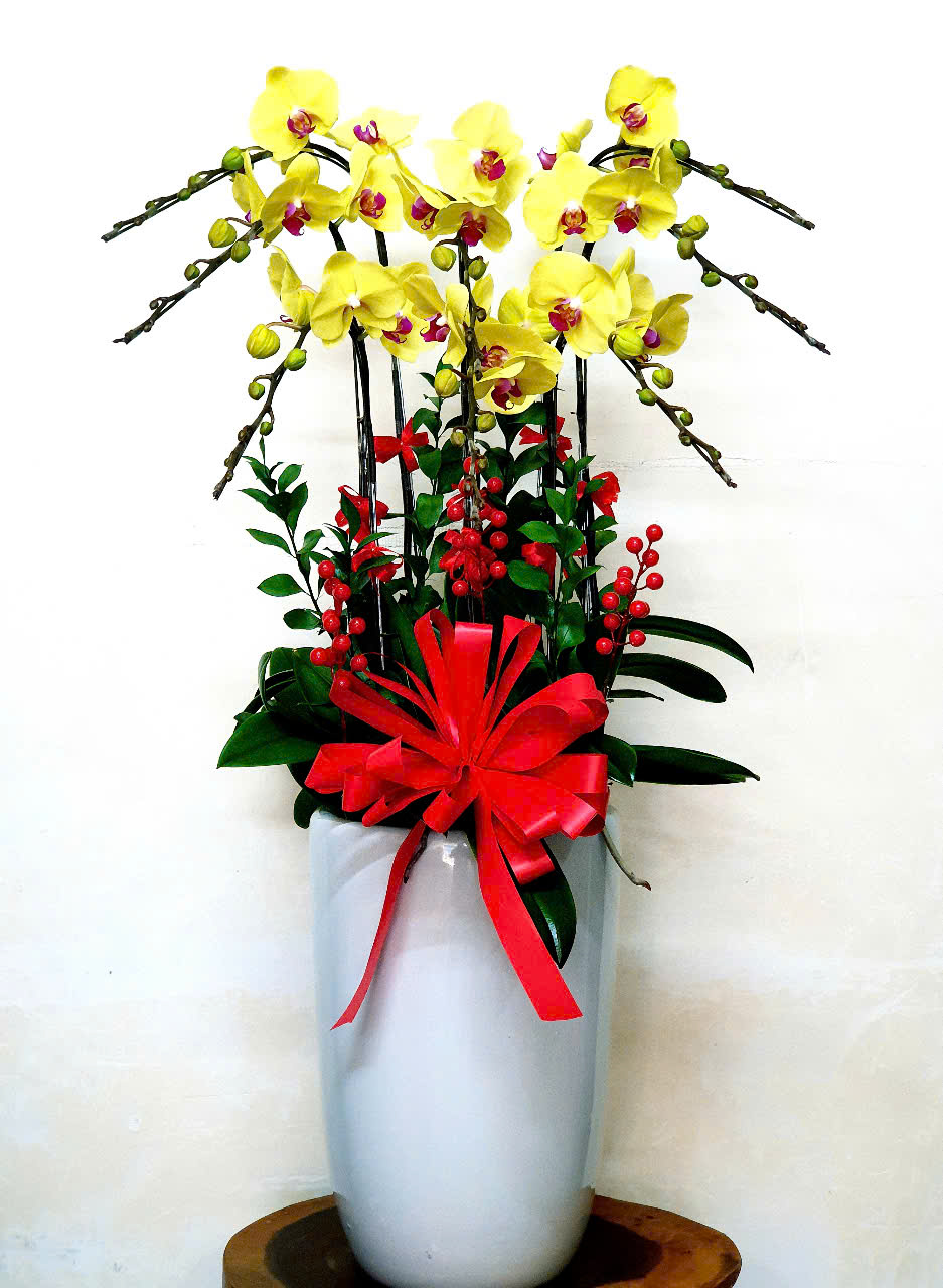 Lan Hồ Điệp VP048