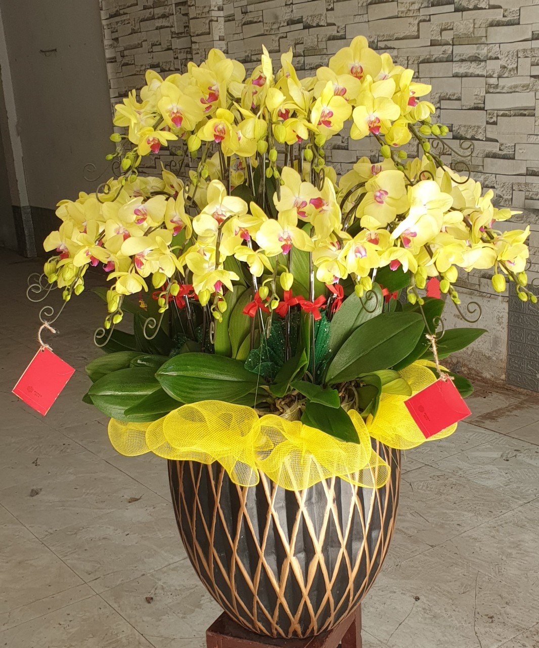 Hoa Lan 30 Cành