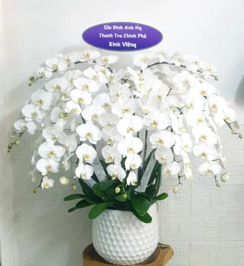 Hoa Lan Hồ Điệp CB006