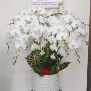Hoa Lan Hồ Điệp KT006